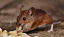 24 Hour & Emergency Exterminators in Guilford College, NC
